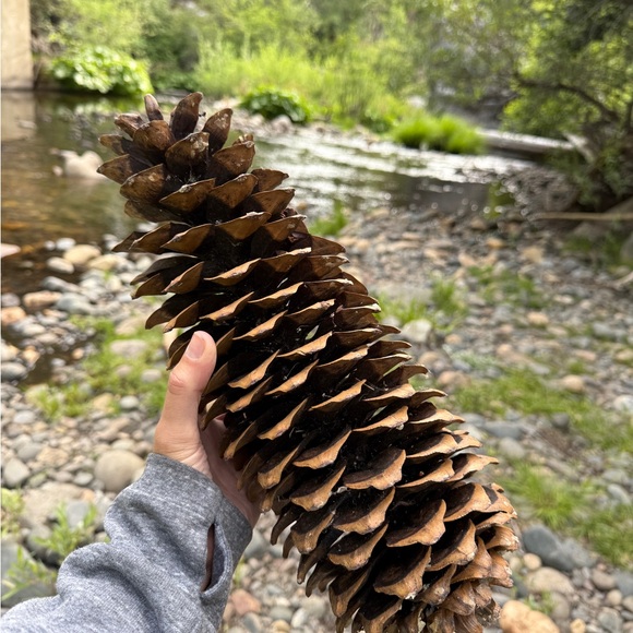 Giant Pine Cones Organic (not treated) - Picture 8 of 9